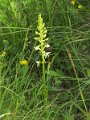 (42) Lesser Butterfly orchid